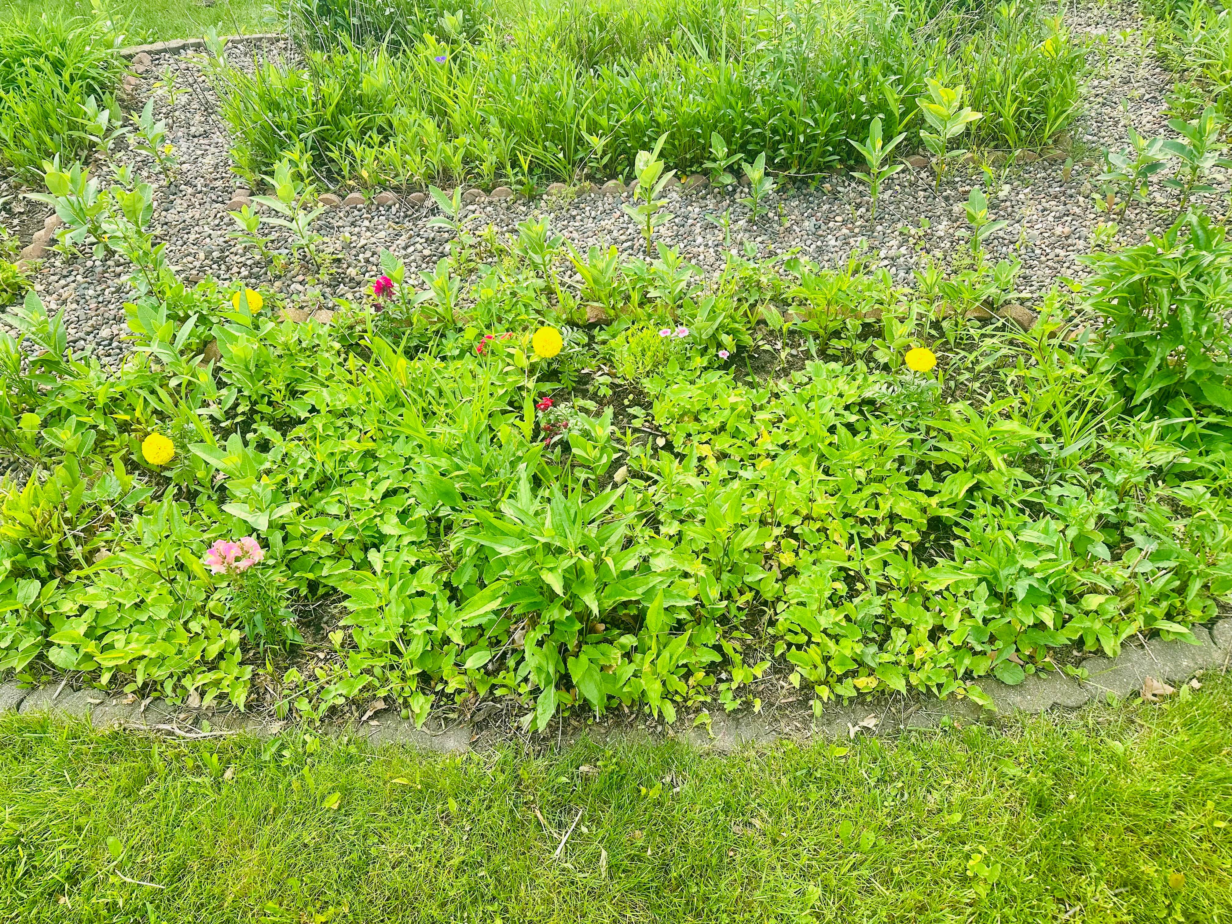 Before: Garden bed overgrown with weeds