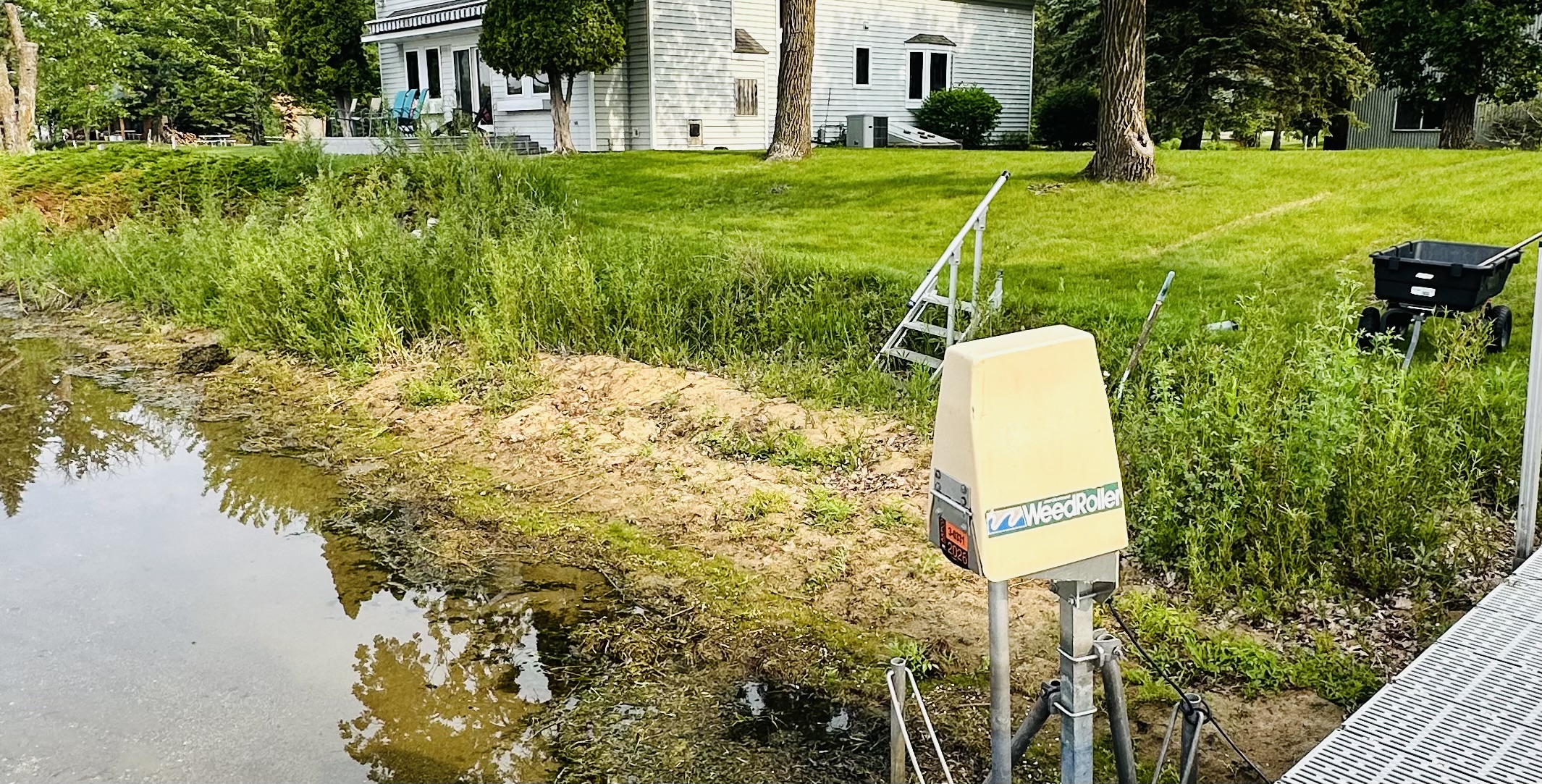 Before: Overgrown lakeshore with weeds